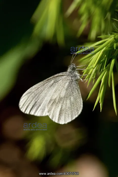 : Wood White (Leptidea sinapis) resting. B ckebo : Wood White (Leptidea sinapis) resting. B ckebo