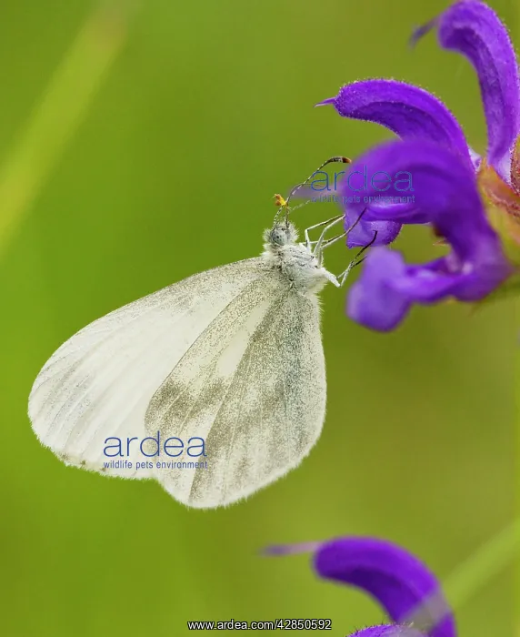 : Wood White - on Meadow Clary : Wood White - on Meadow Clary
