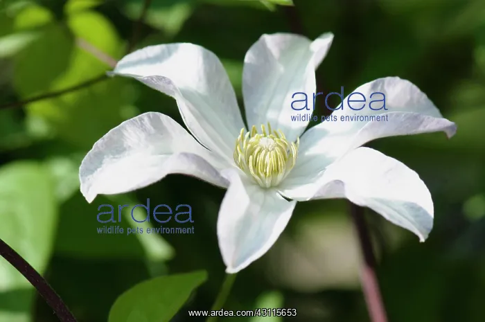 : Woodbine, Clematis virginia, A single white flower : Woodbine, Clematis virginia, A single white flower