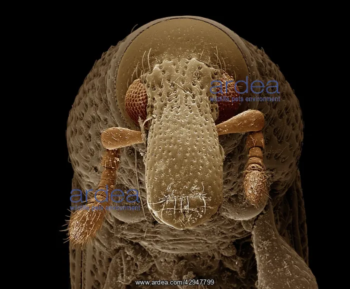 : Woodboring Weevil : Woodboring Weevil