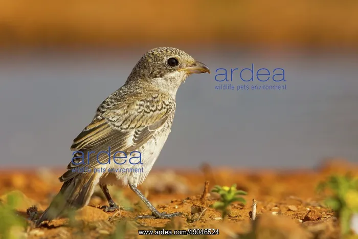 : woodchat shrike : woodchat shrike