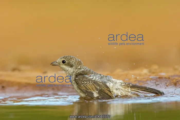 : woodchat shrike : woodchat shrike
