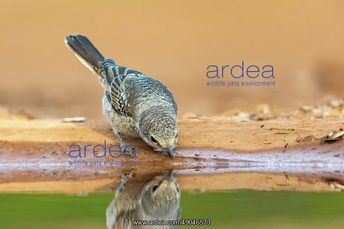 : woodchat shrike : woodchat shrike