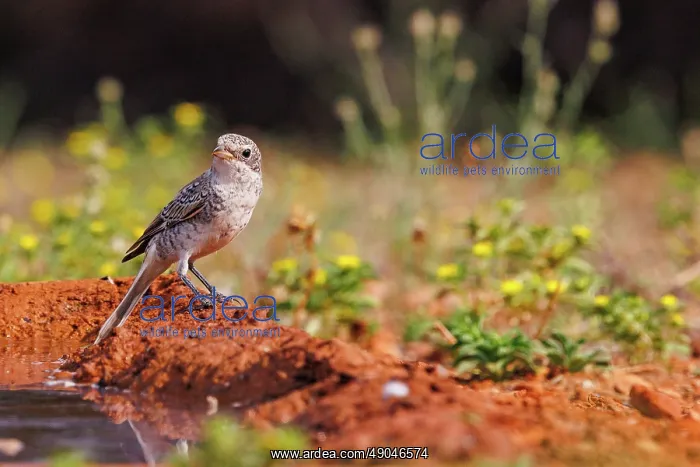 : woodchat shrike : woodchat shrike