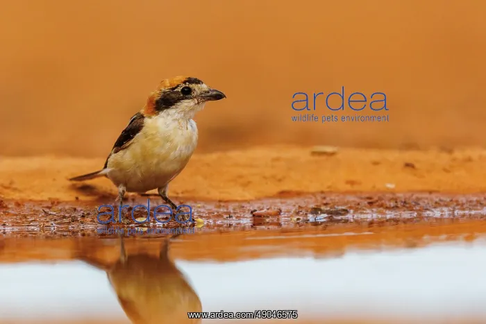: woodchat shrike : woodchat shrike