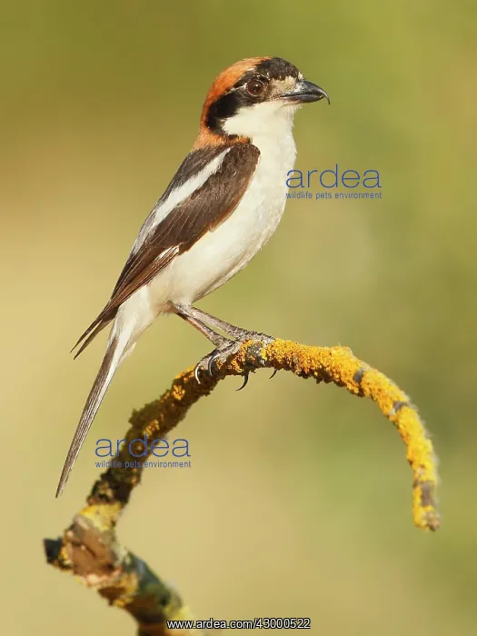 : Woodchat Shrike - adult male perched on a branch : Woodchat Shrike - adult male perched on a branch