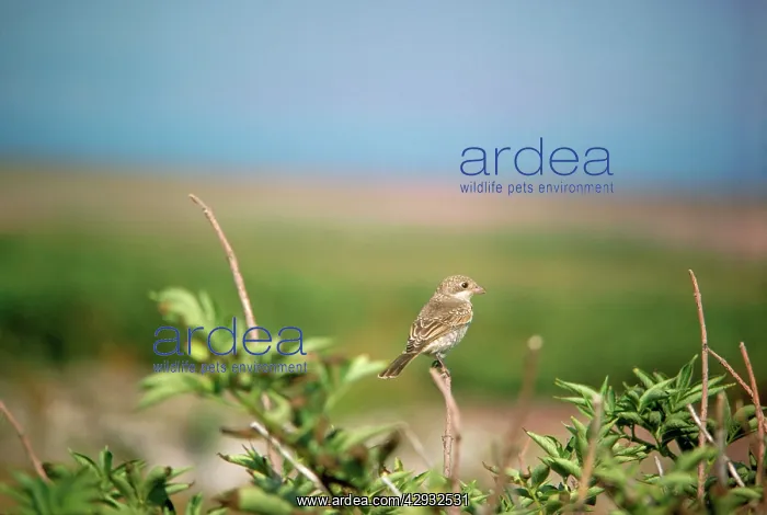 : Woodchat Shrike - juvenile : Woodchat Shrike - juvenile