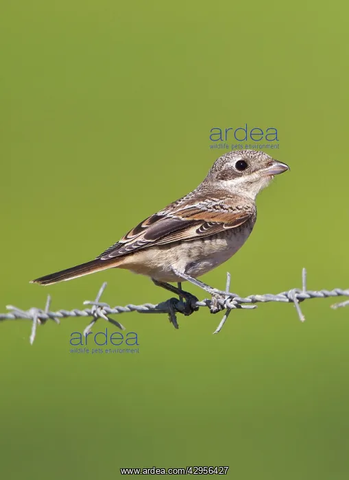 : Woodchat Shrike - juvenile : Woodchat Shrike - juvenile