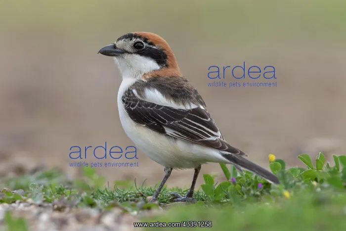 : Woodchat Shrike (Lanius senator) on the ground : Woodchat Shrike (Lanius senator) on the ground
