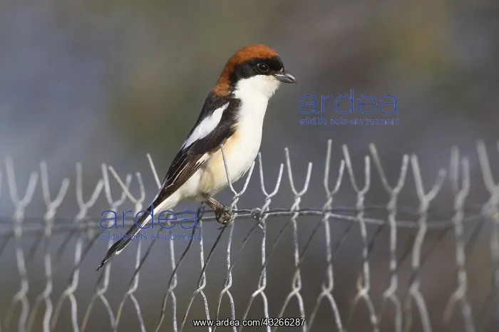 : Woodchat Shrike (Lanius senator) perched on a f : Woodchat Shrike (Lanius senator) perched on a f