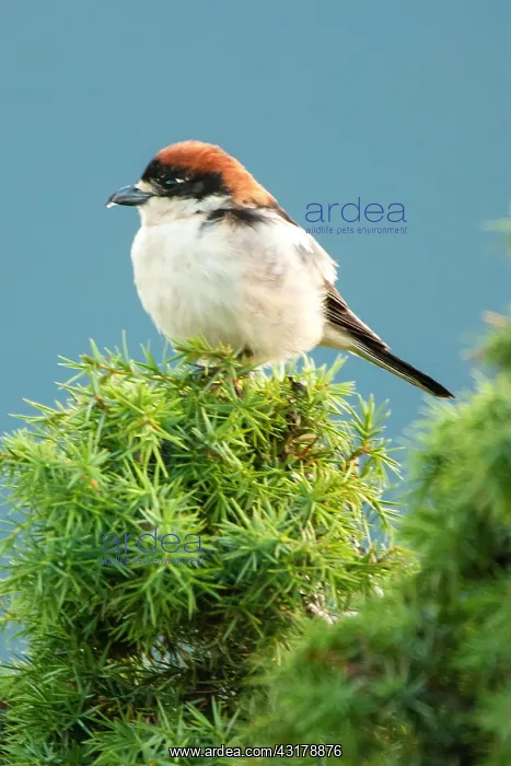 : Woodchat Shrike (Lanius senator) sitting on juniper : Woodchat Shrike (Lanius senator) sitting on juniper