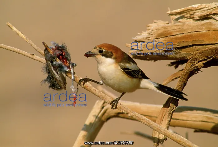 : WOODCHAT SHRIKE - with its larder : WOODCHAT SHRIKE - with its larder