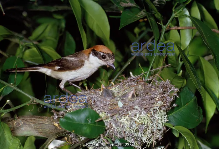 : Woodchat Shrike - at nest with young : Woodchat Shrike - at nest with young