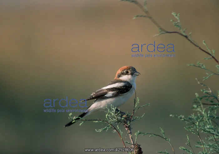 : WOODCHAT SHRIKE - perched on branch : WOODCHAT SHRIKE - perched on branch