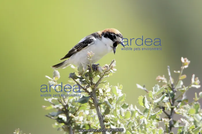 : Woodchat Shrike - regurgitating pellet : Woodchat Shrike - regurgitating pellet
