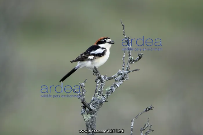 : Woodchat Shrike - singing from dead bush : Woodchat Shrike - singing from dead bush