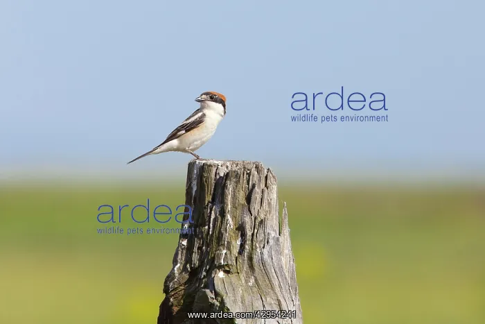 : Woodchat Shrike - single adult female perching on post : Woodchat Shrike - single adult female perching on post