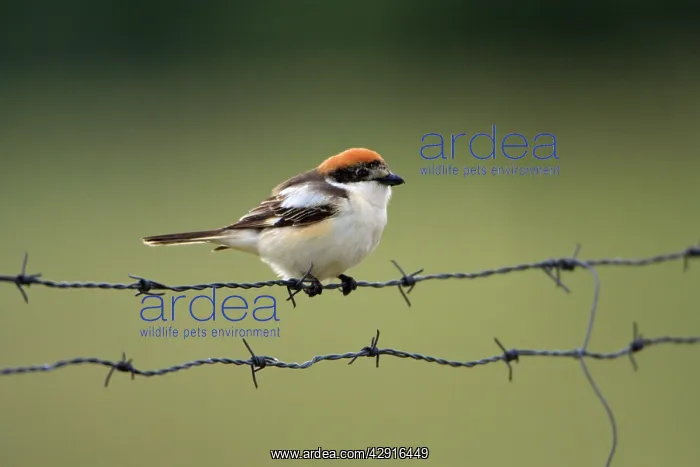 : Woodchat Shrike - sitting on barbed wire fence : Woodchat Shrike - sitting on barbed wire fence