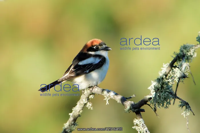 : Woodchat Shrike - sitting on lichen covered branch : Woodchat Shrike - sitting on lichen covered branch