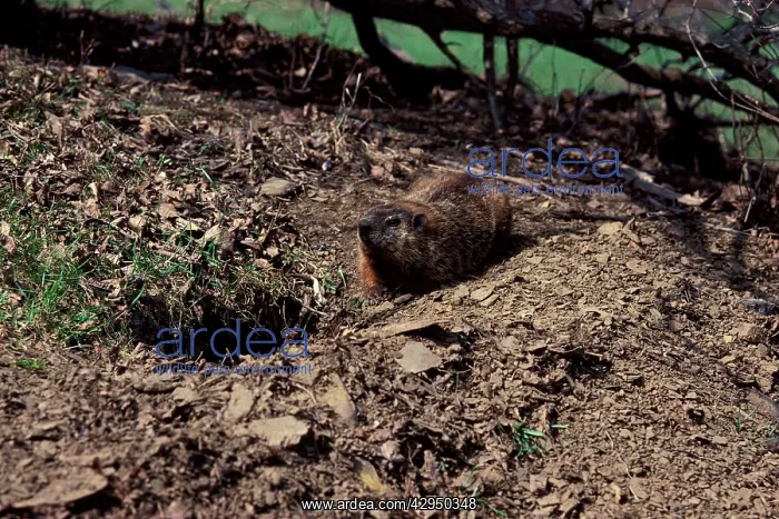 : Woodchuck (Marmota monax). Canada : Woodchuck (Marmota monax). Canada