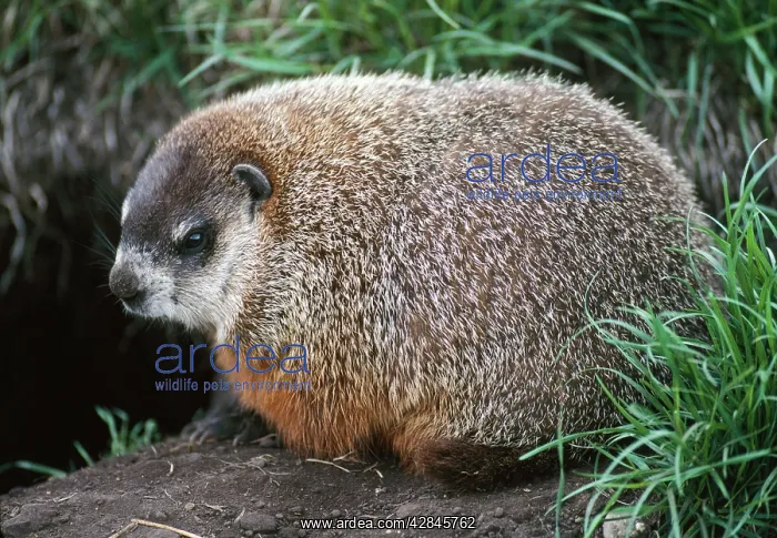 : WOODCHUCK / Groundhog : WOODCHUCK / Groundhog