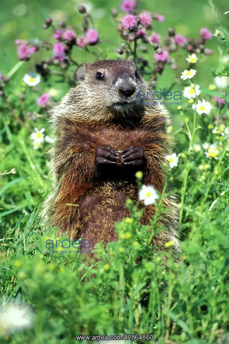 : Woodchuck / Groundhog : Woodchuck / Groundhog