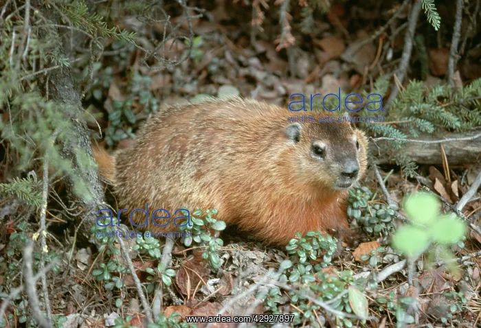 : WOODCHUCK / GROUNDHOG : WOODCHUCK / GROUNDHOG