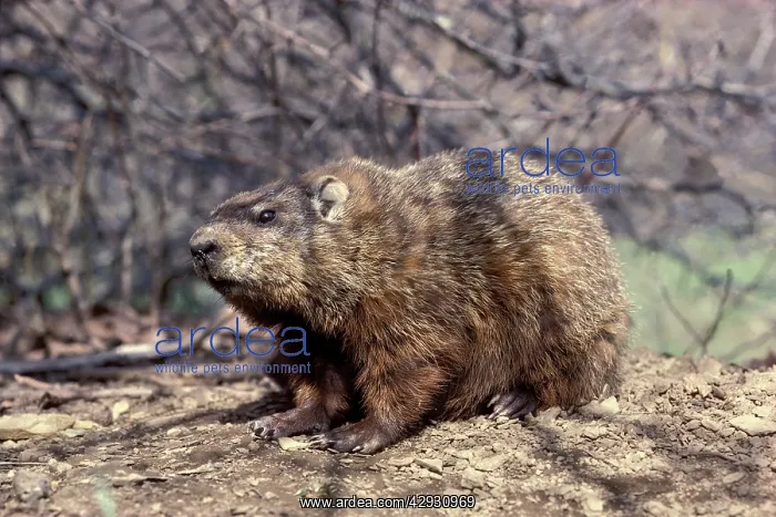 : Woodchuck / Groundhog : Woodchuck / Groundhog
