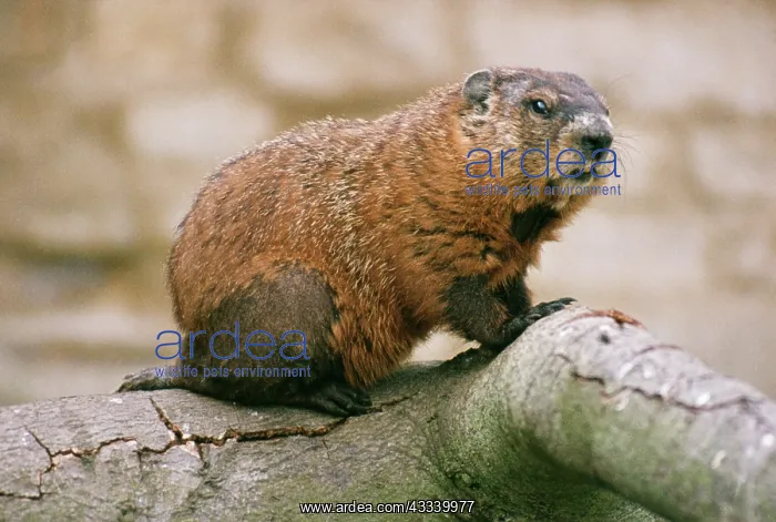 : WOODCHUCK / GROUNDHOG : WOODCHUCK / GROUNDHOG