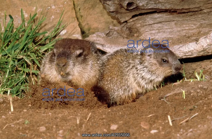 : WOODCHUCK - mother and baby emerging from burrow : WOODCHUCK - mother and baby emerging from burrow