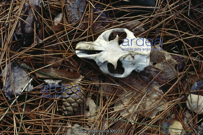 : Woodchuck skull : Woodchuck skull