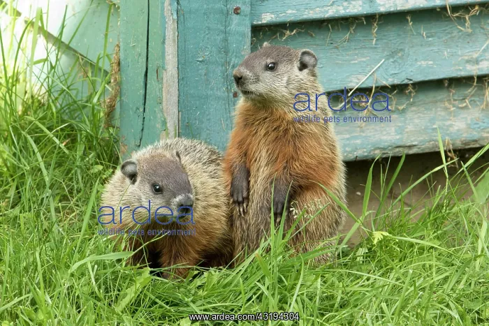 : Woodchucks (Marmota), City of Saint Mathieu du Parc : Woodchucks (Marmota), City of Saint Mathieu du Parc