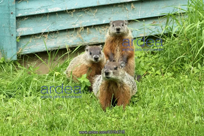 : Woodchucks (Marmota), City of Saint Mathieu du Parc : Woodchucks (Marmota), City of Saint Mathieu du Parc