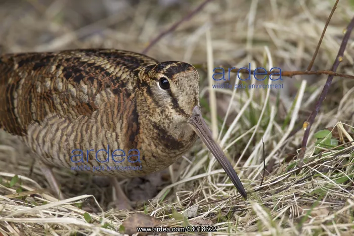  : Woodcock adult bird