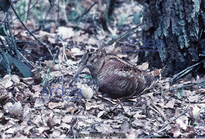 : WOODCOCK - with broken egg : WOODCOCK - with broken egg