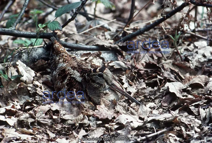 : WOODCOCK - hidden in leaves : WOODCOCK - hidden in leaves