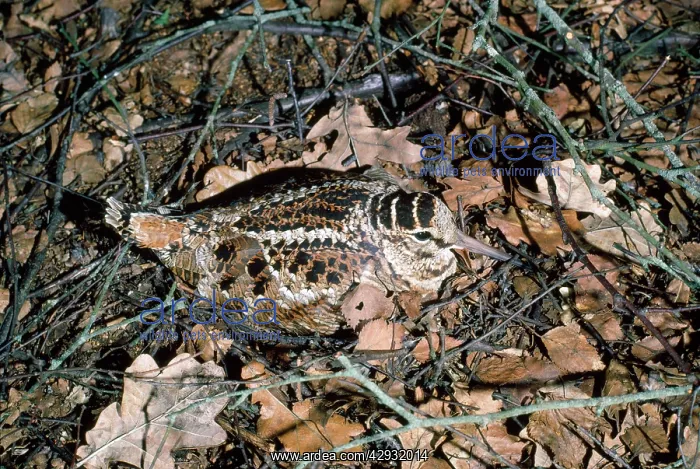 : WOODCOCK - Incubating eggs on nest : WOODCOCK - Incubating eggs on nest