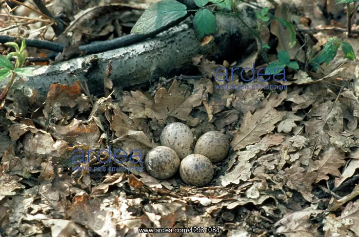 : Woodcock nest with 4 eggs : Woodcock nest with 4 eggs