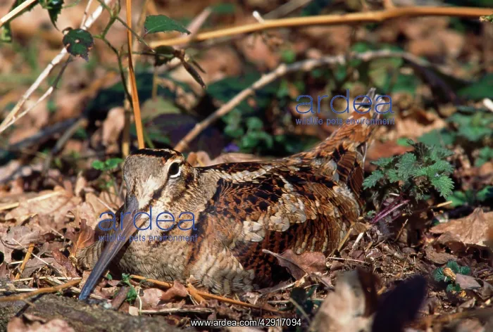 : WOODCOCK - at nest : WOODCOCK - at nest