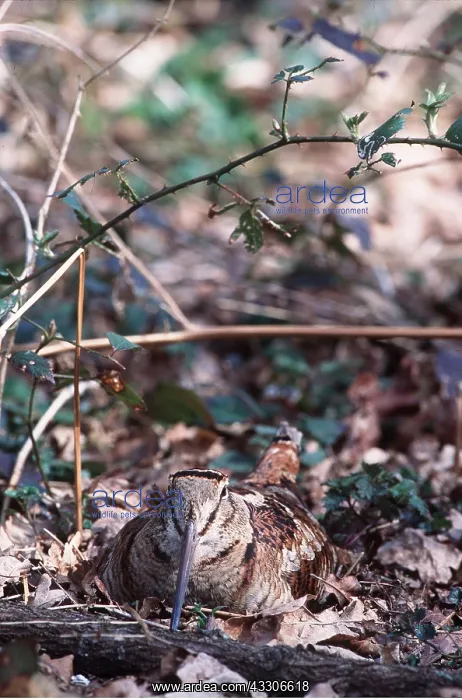 : WOODCOCK - on nest, front view : WOODCOCK - on nest, front view