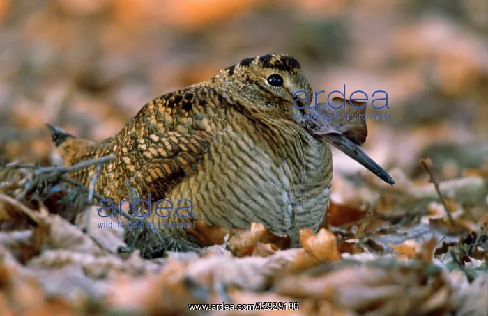 : WOODCOCK - Resting on woodland floor : WOODCOCK - Resting on woodland floor