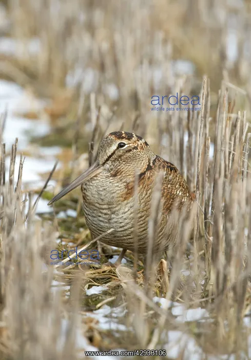 : Woodcock - In over winter stubble, Snow : Woodcock - In over winter stubble, Snow