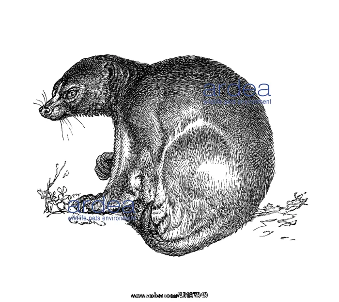 : Woodcut, Colugo (Dermoptera) courtesy of: bilwissedition.com : Woodcut, Colugo (Dermoptera) courtesy of: bilwissedition.com