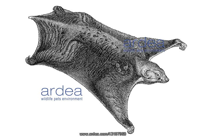 : Woodcut, Colugo (Galeopithecus volans) courtesy : Woodcut, Colugo (Galeopithecus volans) courtesy