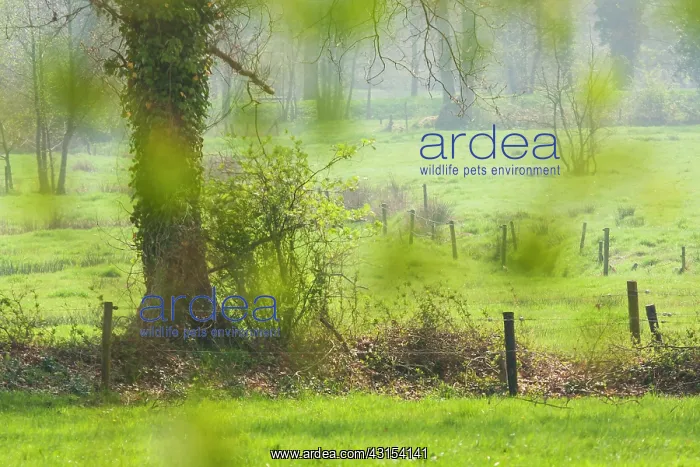 : Wooded bank with little stream in spring : Wooded bank with little stream in spring