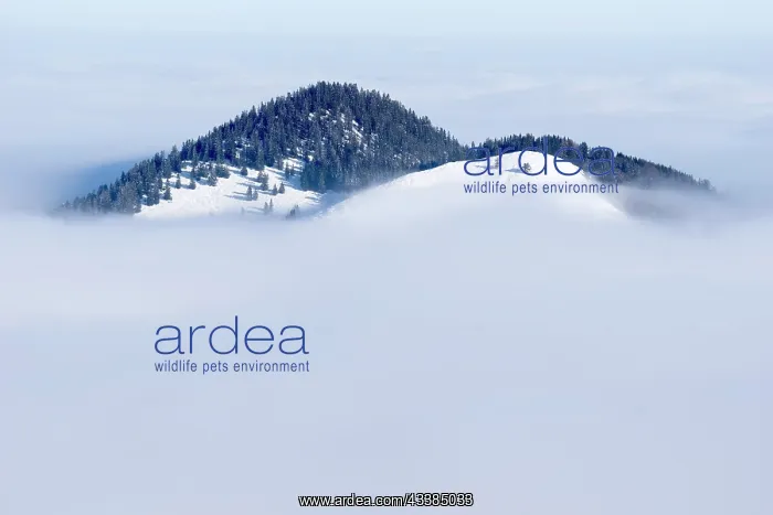 : Wooded hills with snow rising from fog in winter : Wooded hills with snow rising from fog in winter