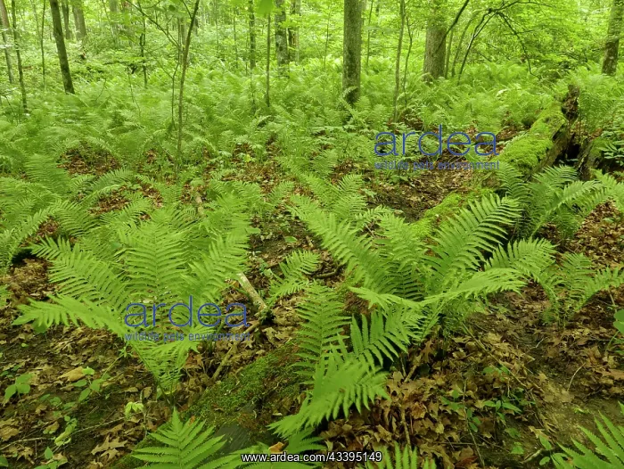 : Wooded scene with lady fern, Nerstrand-Big Woods : Wooded scene with lady fern, Nerstrand-Big Woods