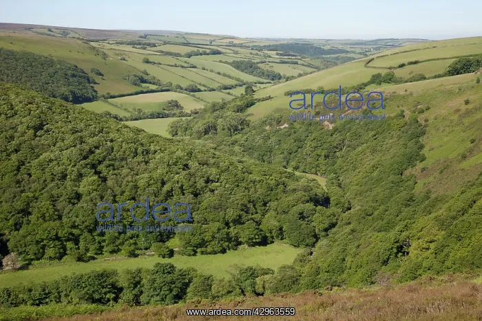 : Wooded valley on Exmoor taken from Countrygate Country Park : Wooded valley on Exmoor taken from Countrygate Country Park