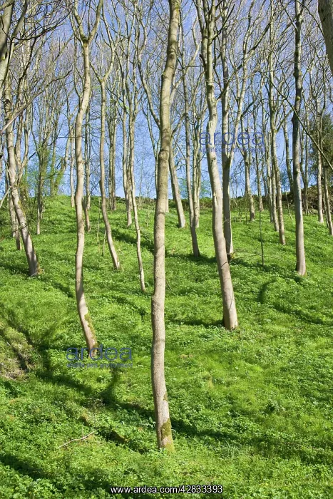 : Wooded Valley in Spring : Wooded Valley in Spring