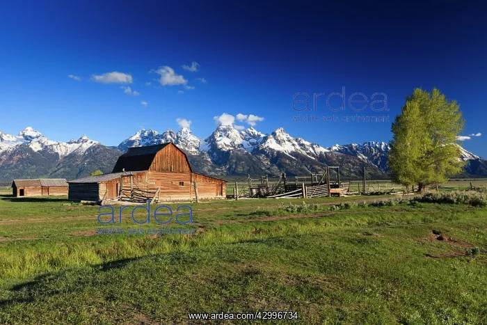 : Wooden Barn - at John Moulton Homestead in June : Wooden Barn - at John Moulton Homestead in June